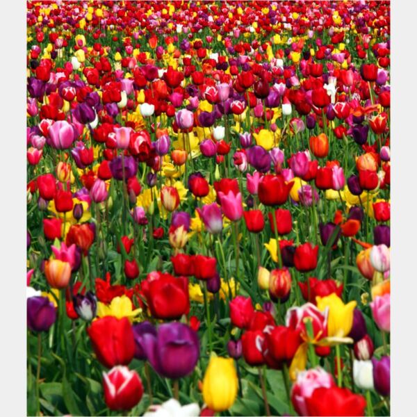 Tulips - Photo Thumbnail