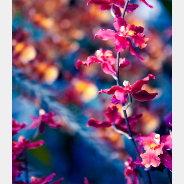 danielchodusov blossoms2a Thumbnail