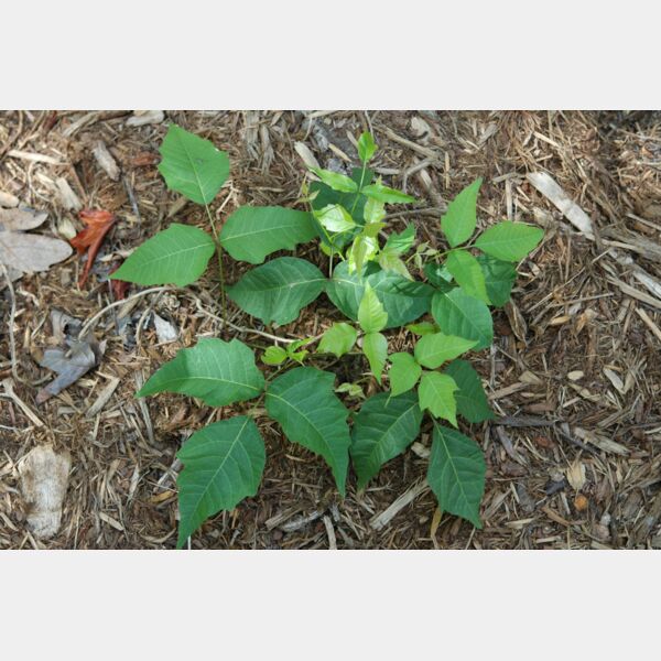 poisonivy cygnus921 Thumbnail