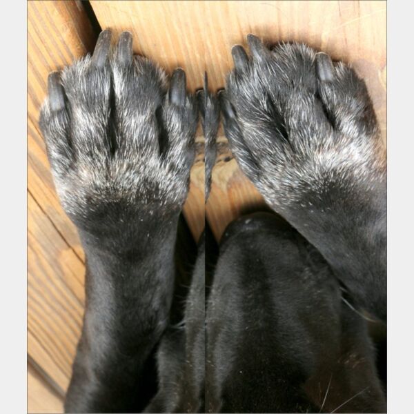 paws doggy Thumbnail