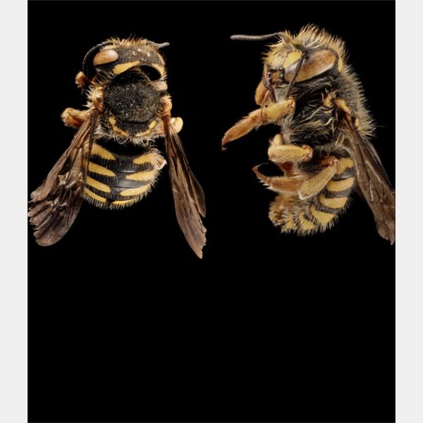 giant bees Thumbnail