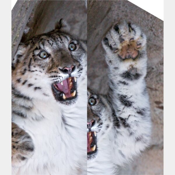 tambako leopard Thumbnail